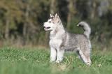 ALASKAN MALAMUTE 112